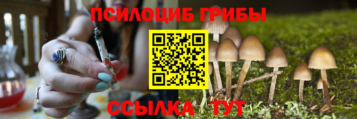 Псилоцибиновые грибы Psilocybine cubensis Тамбов